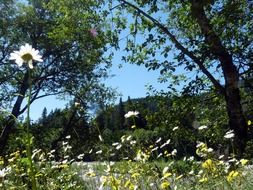 flowers on riverside in summertime