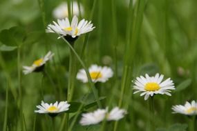 spring daisy flower meadow close