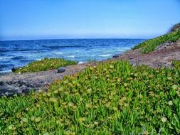 green plants on the beach in greece, santorini