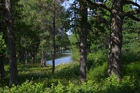 Summer forest in Sweden