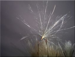 thistle seeds in a meadow closeup