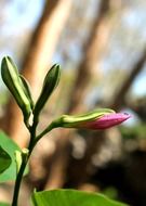 Wild flower