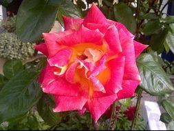 rose blossom on the bush