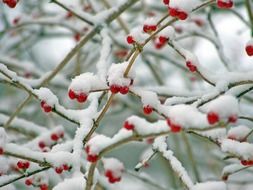 Closeup photo of bush branches with red berries in the snow