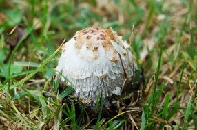 round mushroom in the grass in the forest