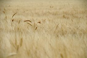 Field with the wheat in spring