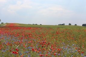 poppies and cornflowers on a green meadow
