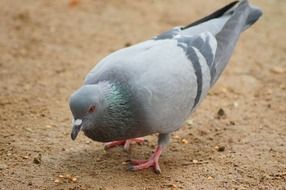 pigeon pecks grain in the sand