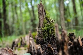 Moss on the tree in the forest