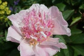 peony, pink open flower