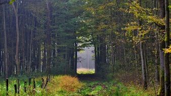 wild tree alley in autumn