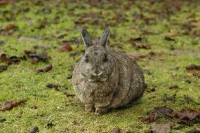 cute bunny