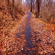 magnificent red leaves fall