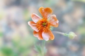 flower with petals of orange color