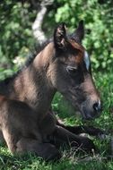 foal lies on green grass