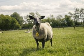 sheep in the meadow in netherlands
