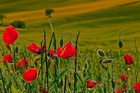 poppies flower sunrise