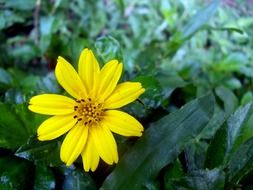 yellow flower among green leaves