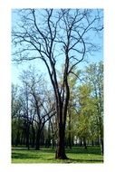 a tree without leaves in the park