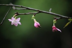 three pink buds on a branch in spring