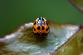 ladybug insect close beetle nature