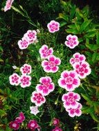 pink-white flowers on the bush