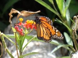 bright monarch butterfly on a flower