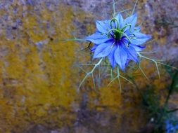 bright blue wallflower flower