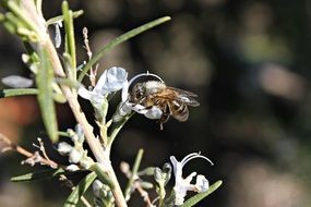 Bee on rosemary flower