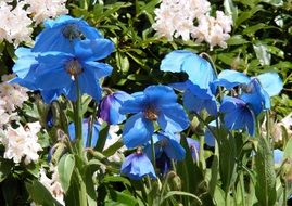 Blue poppies with white flowers in the flowerbed