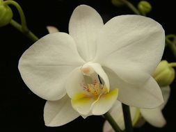 white elegant orchid close up