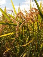 rice fields in yamada