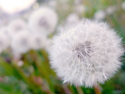 white airy dandelion flower