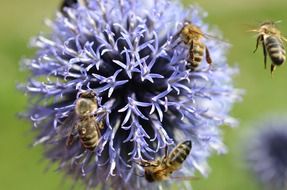 bees on a flower