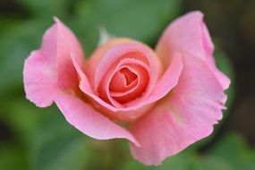 tender rose flower macro