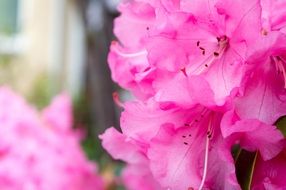 pink flower blooms macro recording