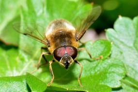 bee on green leaf close up