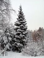 snowy fir forest