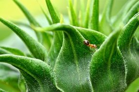 insect on green sunflower
