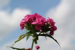 sweet william inflorescence