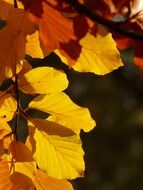 autumn beech leaves in the glare of light