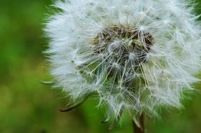 White fuzz of dandelion