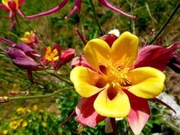 Aquilegia flowers in the garden