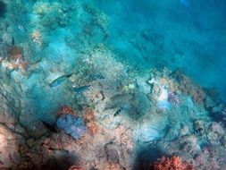 coral reef under blue ocean water