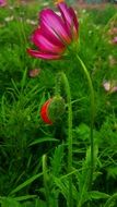 crimson Tulip in green grass