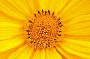 absolutely gorgeous yellow flower