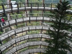 treetop web