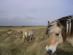horse head on pasture