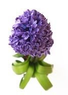 violet hyacinth flower close up