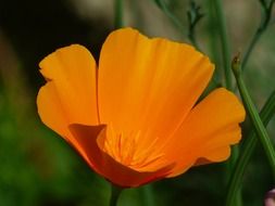 orange eschscholzia californica blossom